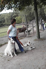 bei den Rehen & Hirschen